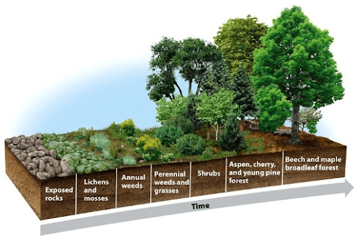 Ecological Succession