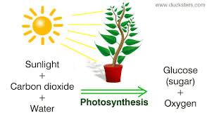 Photosynthesis