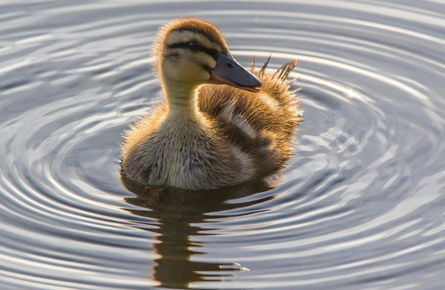 高阶物理11年级第三单元波与热力学