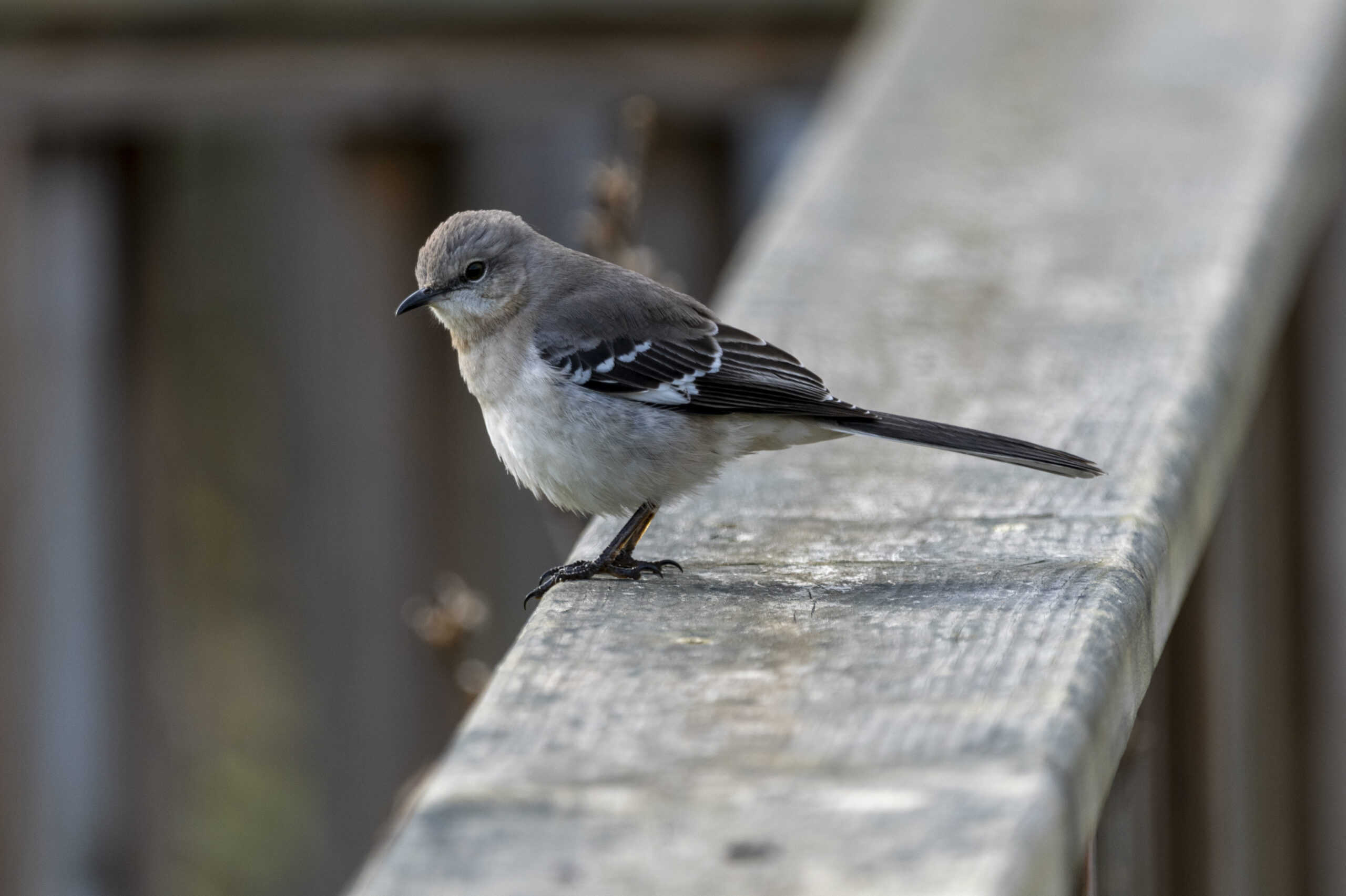 Closeup shot of a little Mockingbird - Featured Image for To Kill a Mockingbird Analysis