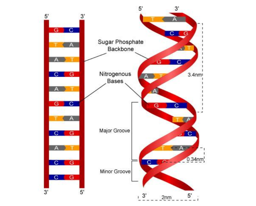 memorise HSC Biology content