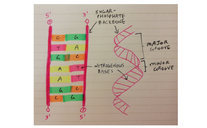 memorise HSC Biology content