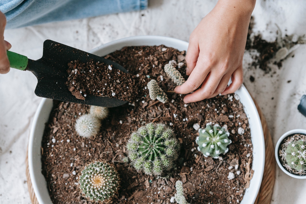 多肉植物和植物- QCE生物实践考试特色图像