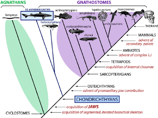 QCE生物学术语- Cladogram