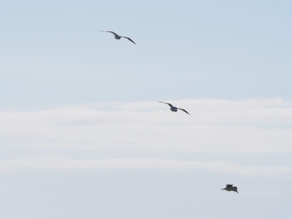 Free will through the symbol of birds flying